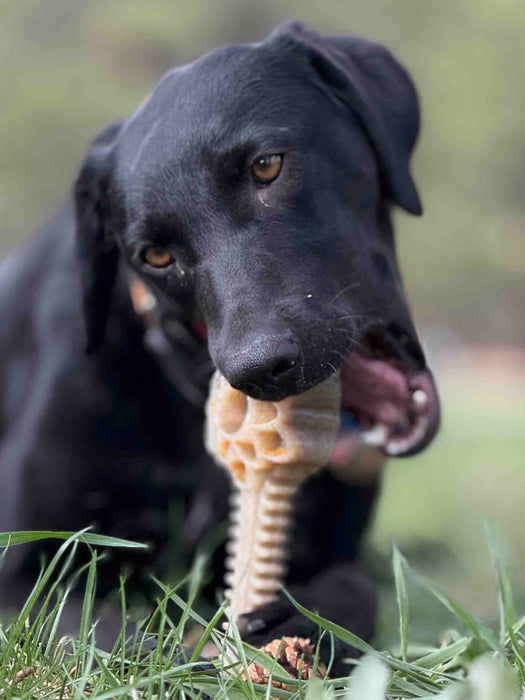 SodaPup Honey Bone Dental Flower Tower eChew Ultra Durable Nylon Dog Chew Toy - XL