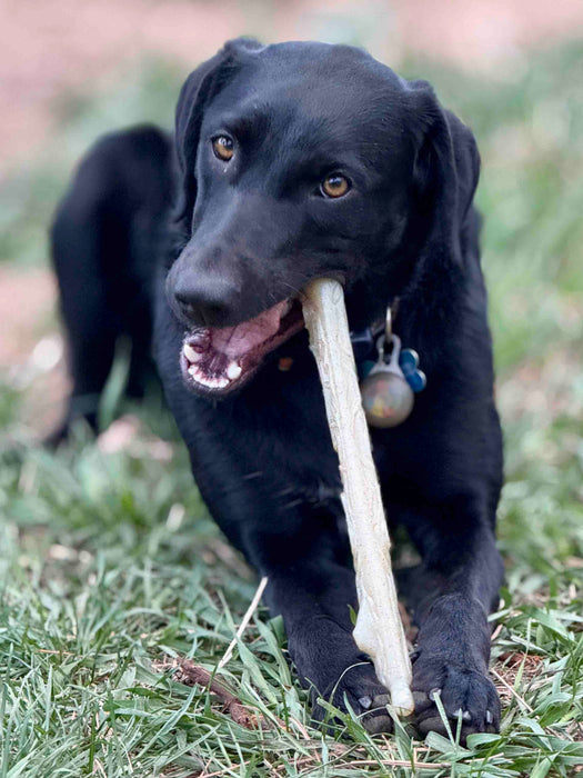 SodaPup Durable Nylon Chew Stick