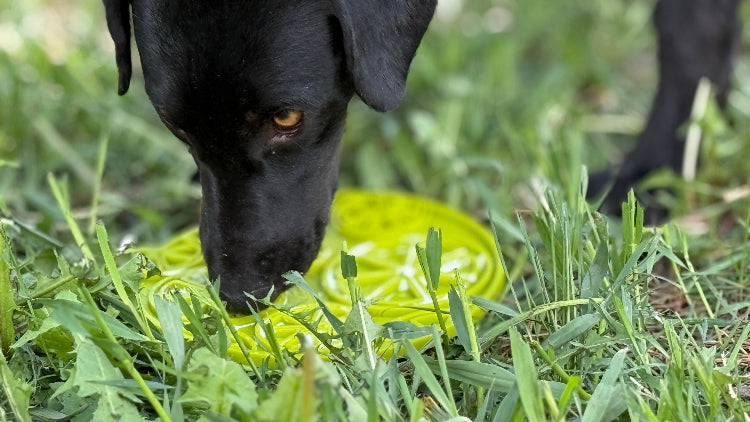 SodaPup Citrus Design eMat Enrichment Lick Mat With Suction Cups