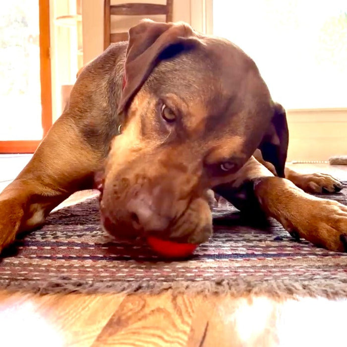 SodaPup Squeak Ball Ultra Durable PUP-X Squeaking, Chewing, Floating & Retrieving Ball