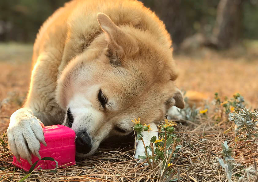 Mutts Kick Butt Surf's Up! Retro Van  Durable Chew Toy & Treat Dispenser