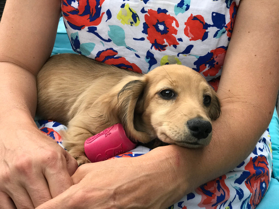 SodaPup Puppy Can Toy Durable Rubber Chew Toy & Treat Dispenser For Teething Pups