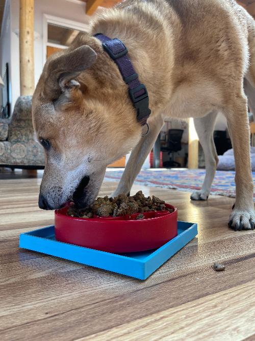 SodaPup Hold 'em Suction Cup Holder for eBowls, eTrays, and eMats