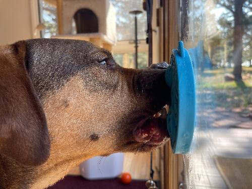 SodaPup Turtle emat-mini Enrichment Lick Mat With Suction Cups