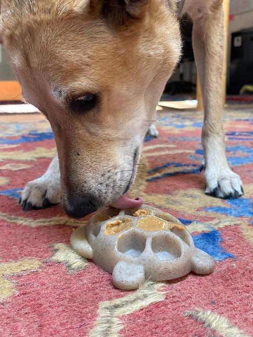 SodaPup Turtle eChew Durable Nylon Chew and Enrichment Toy