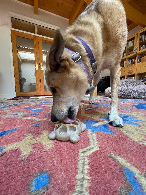 SodaPup Turtle eChew Durable Nylon Chew and Enrichment Toy