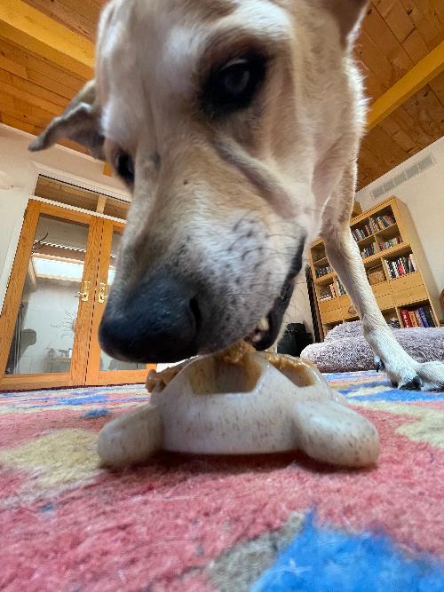 SodaPup Turtle eChew Durable Nylon Chew and Enrichment Toy