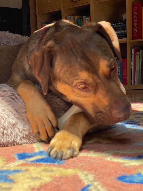 SodaPup PUP-X Synthetic Rubber Chewing & Floating Bone Toy - Glow in the Dark