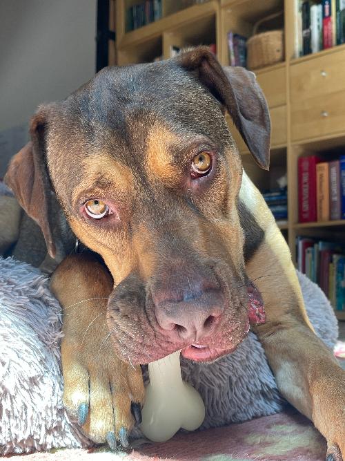 SodaPup PUP-X Synthetic Rubber Chewing & Floating Bone Toy - Glow in the Dark