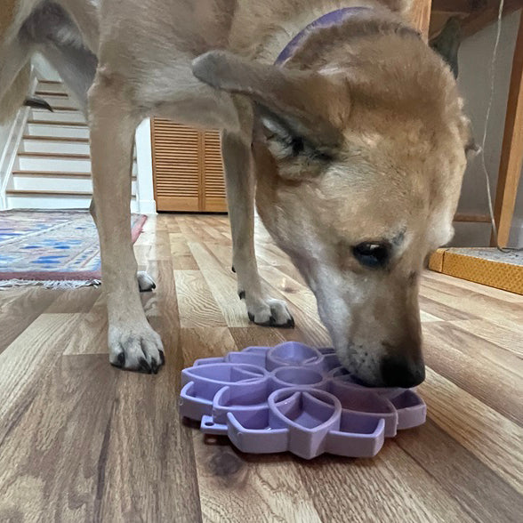 SodaPup Mandala Softie eTray Enrichment Shallow Slow Feeder Dog Bowl with Suction Cups