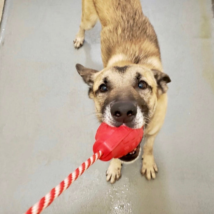 SodaPup USA-K9 Grenade Durable Rubber Chew Toy, Treat Dispenser, Reward Toy, Tug Toy, and Retrieving Toy