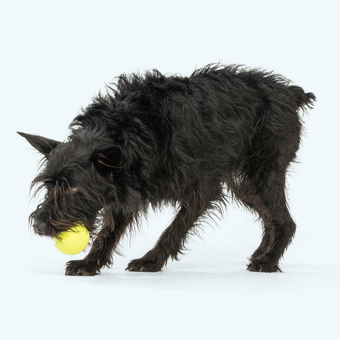 West Paw Jive Dog Toy