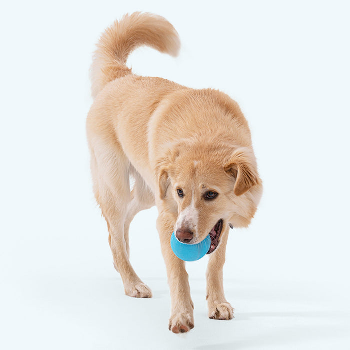 West Paw Jive Dog Toy