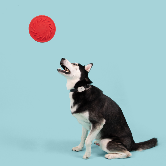 Jolly Pets Tuff Flyer