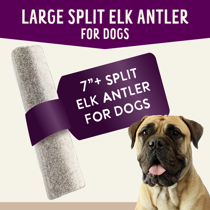 Health Extension  Natural Elk Antlers - Whole - 3 - Image 12