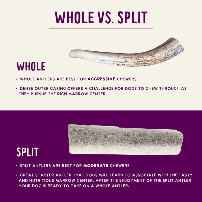 Health Extension  Natural Elk Antlers - Whole - 9 - Image 12