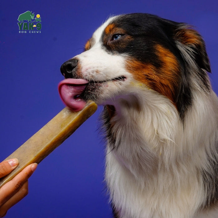 Yak9 Chews Blueberry Cheese Chews for Dogs - 3 - Image 25