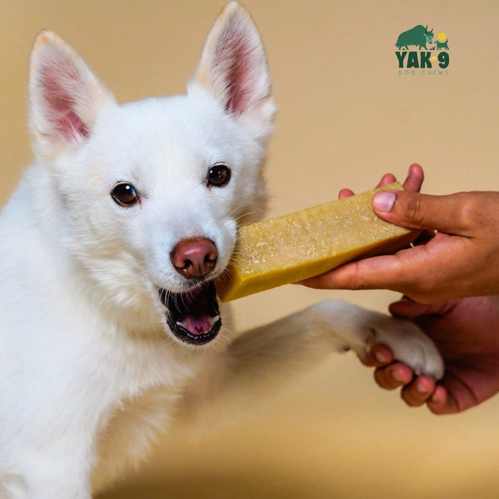 Yak9 Chews Coconut Cheese Chews for Dogs - 3 - Image 30