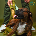Yak9 Chews Flaxseed & Mint Cheese Chews for Dogs - 3 - Image 25