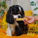 Yak9 Chews Honey Cheese Chews for Dogs - 3 - Image 26