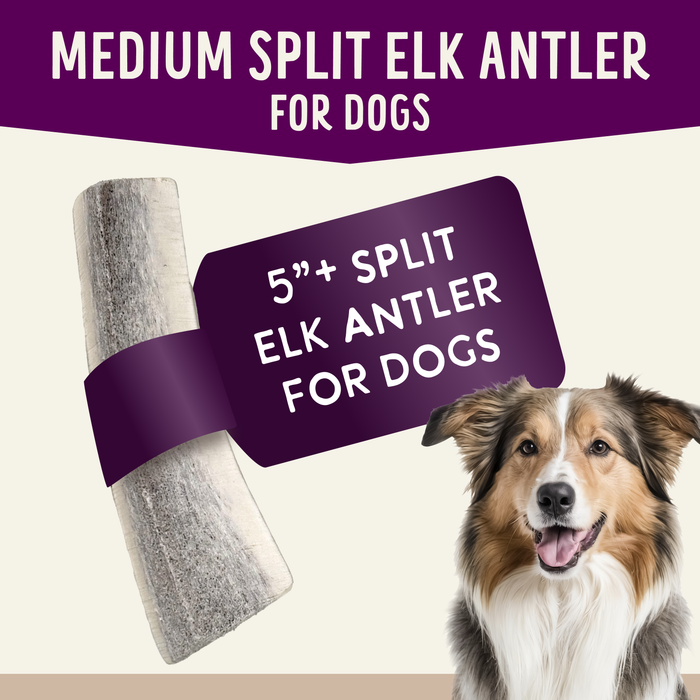 Health Extension  Natural Elk Antlers - Whole - 2 - Image 12