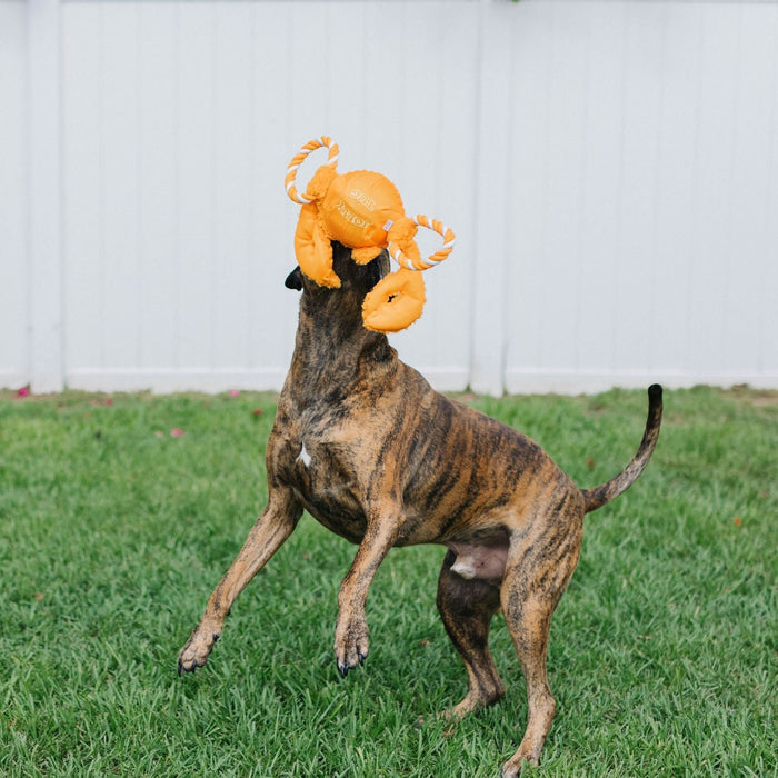 Jolly Pets Tug-a-Mals