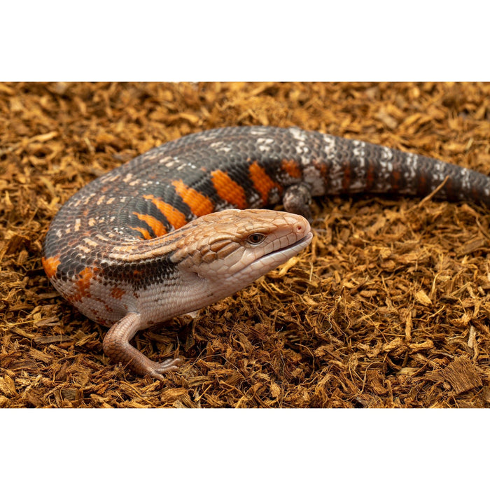 ReptiChip MicroChip Fine Ready to Use Coconut Chip Mix