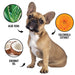 PRIDE+GROOM DOGDAYS Waterless Foaming Shampoo for Dogs & Cats -—No-Rinse, Odor-Eliminating Cleanser - 1 - Image 4