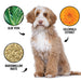 PRIDE+GROOM DOGDAYS Hydrating Dog Shampoo for Curly & Wavy Coats — Tear-Free, Vegan, and Hypoallergenic - 1 - Image 4