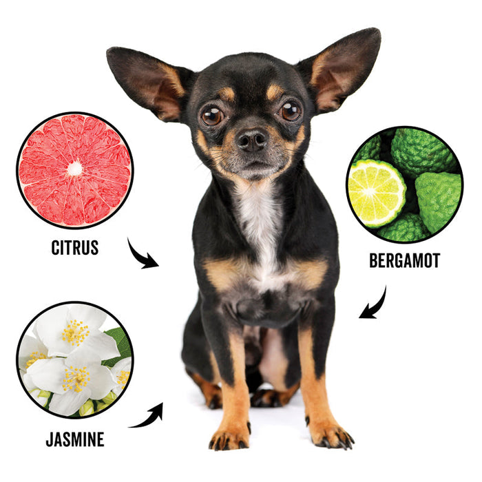 PRIDE+GROOM DOGDAYS Dog Deodorizing Spray — Natural, Hypoallergenic Freshening Mist - 1 - Image 4