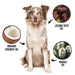 PRIDE+GROOM DOGDAYS De-Shedding Shampoo — Deep Moisturizing Deshedding Formula for Dogs - 1 - Image 4