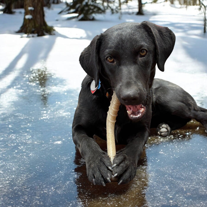 SodaPup Hockey Stick Durable Nylon Chew Toy  - Medium