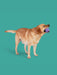 ShopYomp Pup Star MAX - 1 - Image 5