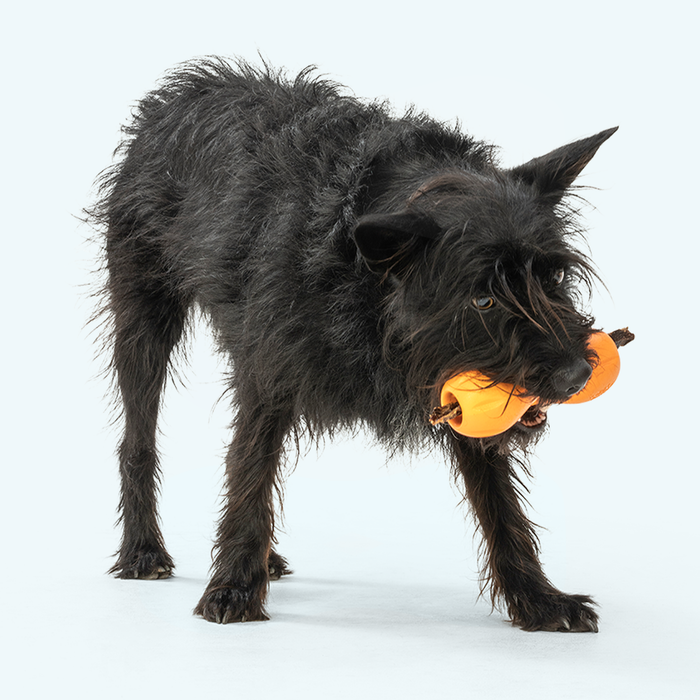 West Paws Qwizl Dog Toy