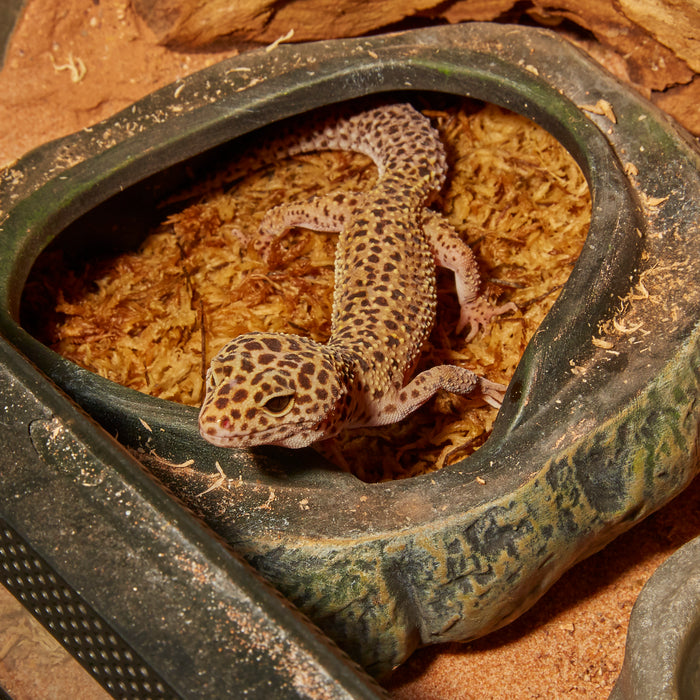 Zoo Med Repti Shelter 3-in-1 Cave Terrarium Hideaway Black 8in MD