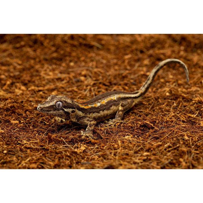 ReptiChip ReptiEarth Breeder Blocks and Bundles