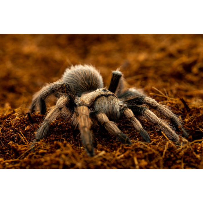 ReptiChip ReptiEarth Breeder Blocks and Bundles