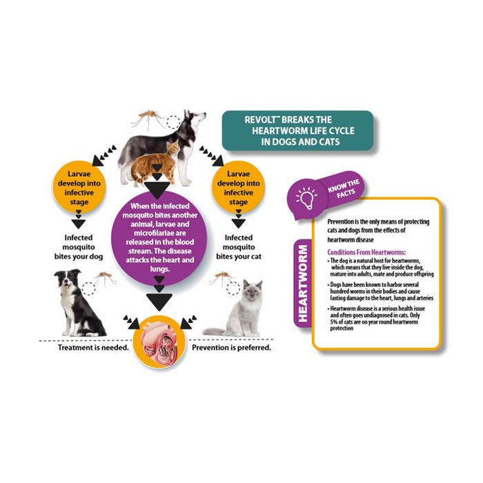 Rx Revolt (selamectin) Cat 5.1-15 lbs  3pk