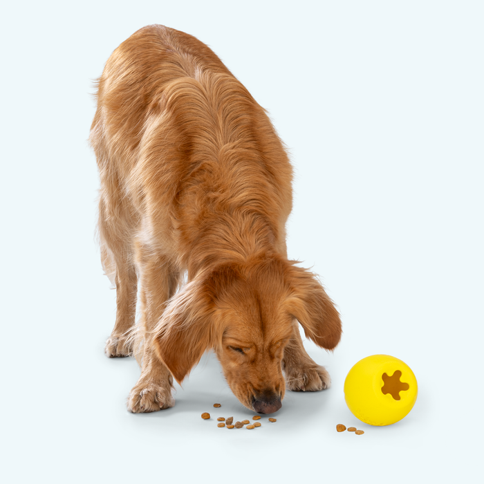 West Paws Rumbl Dog Feeder