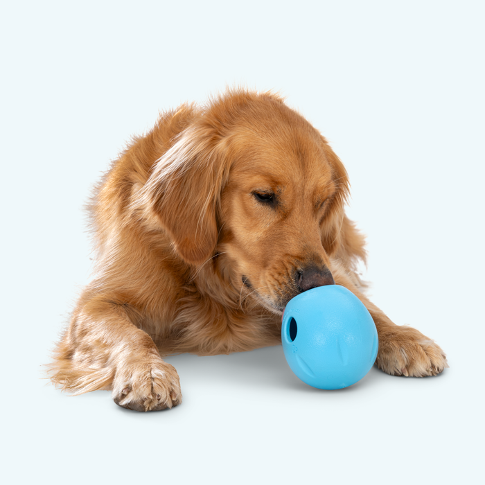 West Paws Rumbl Dog Feeder