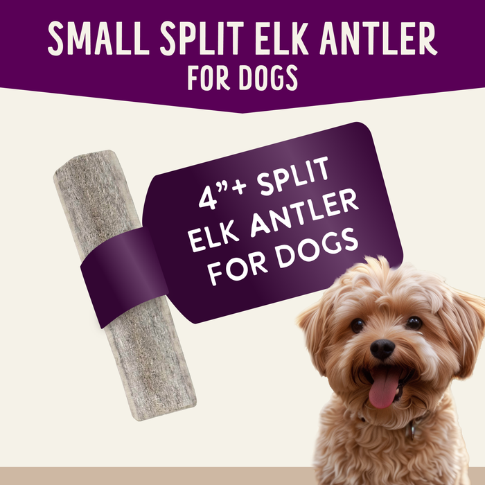 Health Extension  Natural Elk Antlers - Whole - 1 - Image 12