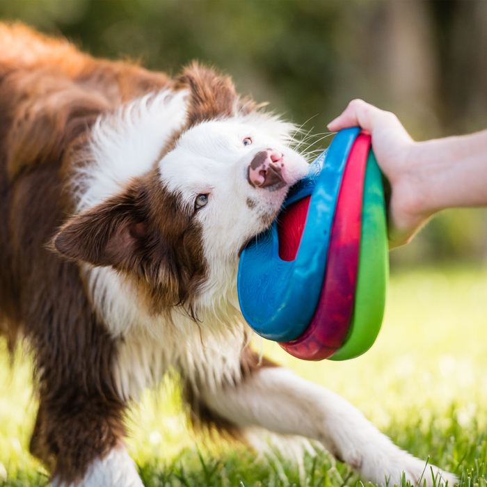 West Paw Sailz Dog Toy