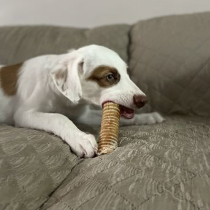 Bully Bunches 6 Inch Beef Trachea