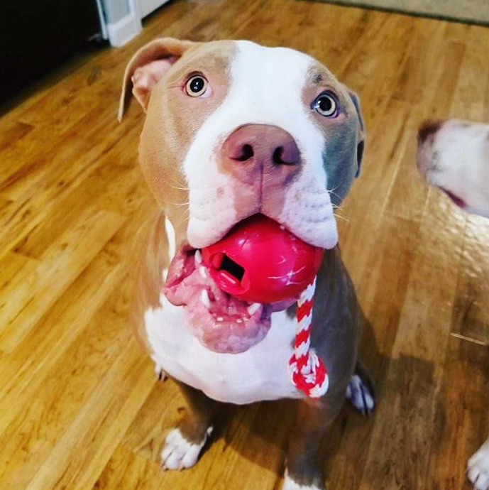 SodaPup USA-K9 Cherry Bomb Durable Rubber Chew Tug Toy Red