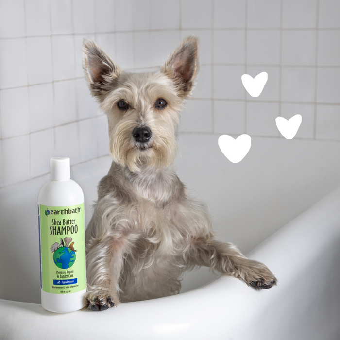 Earthbath Hypoallergenic Shea Butter Pet Shampoo 16oz