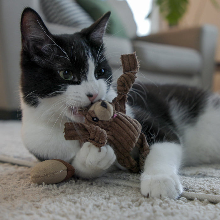 HuggleHounds HuggleKats® Wee Chippie and His Acorn Cat Toy Set