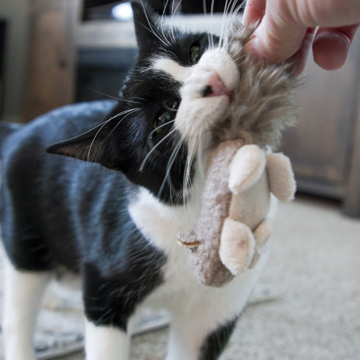 HuggleHounds HuggleKats® Wee Fellar Squirrelie Cat Toy