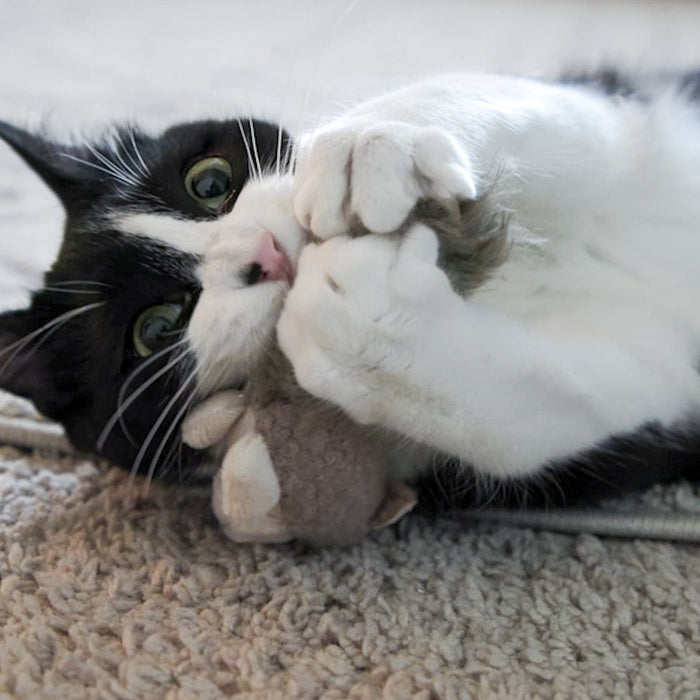 HuggleHounds HuggleKats® Wee Fellar Squirrelie Cat Toy