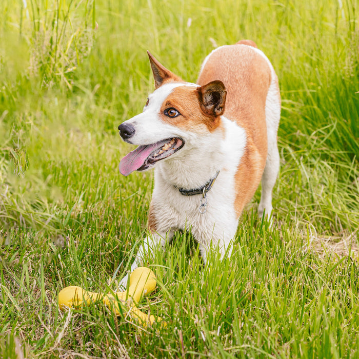 West Paw Skamp Dog Toy