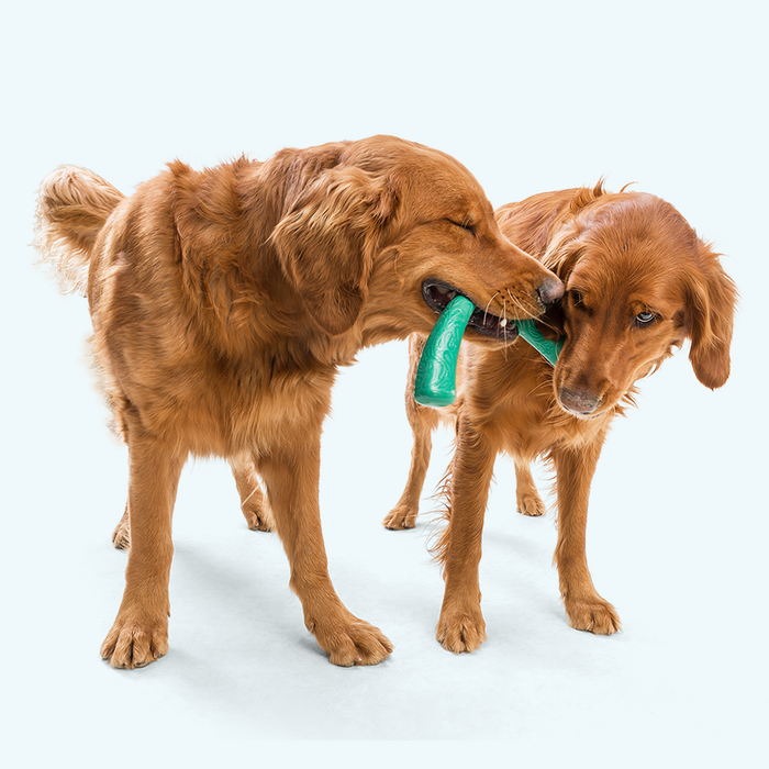 West Paw Snorkl Dog Toy